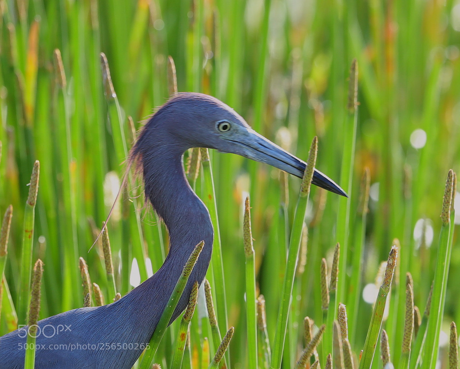 Canon EOS-1D X Mark II sample photo. 05-04-18-0016160.jpg photography