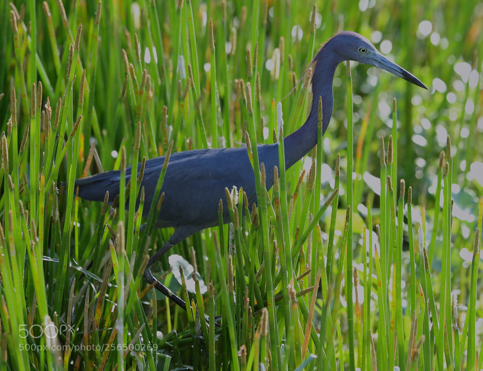 Canon EOS-1D X Mark II sample photo. 05-04-18-0016159.jpg photography