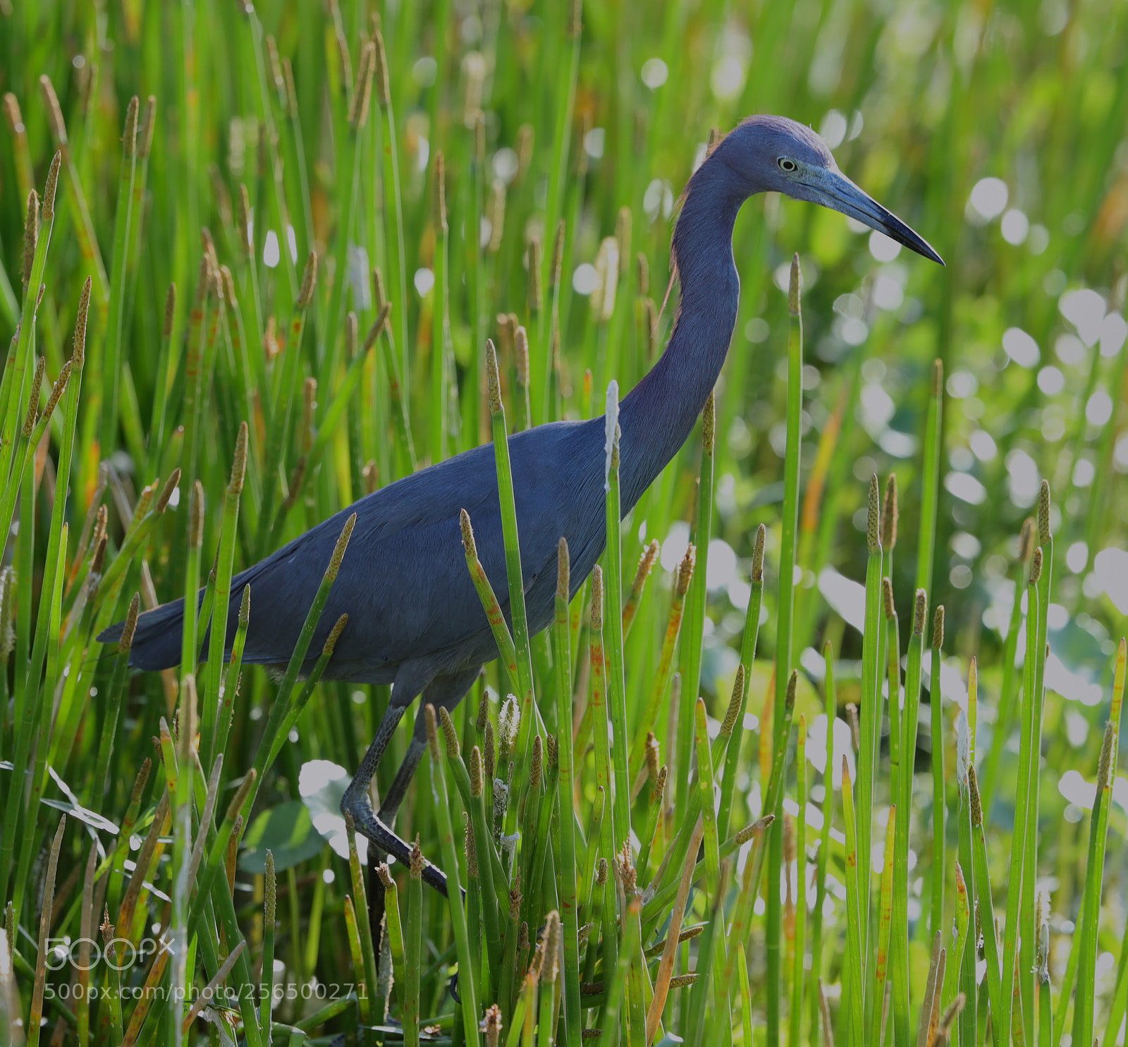 Canon EOS-1D X Mark II sample photo. 05-04-18-0016156.jpg photography