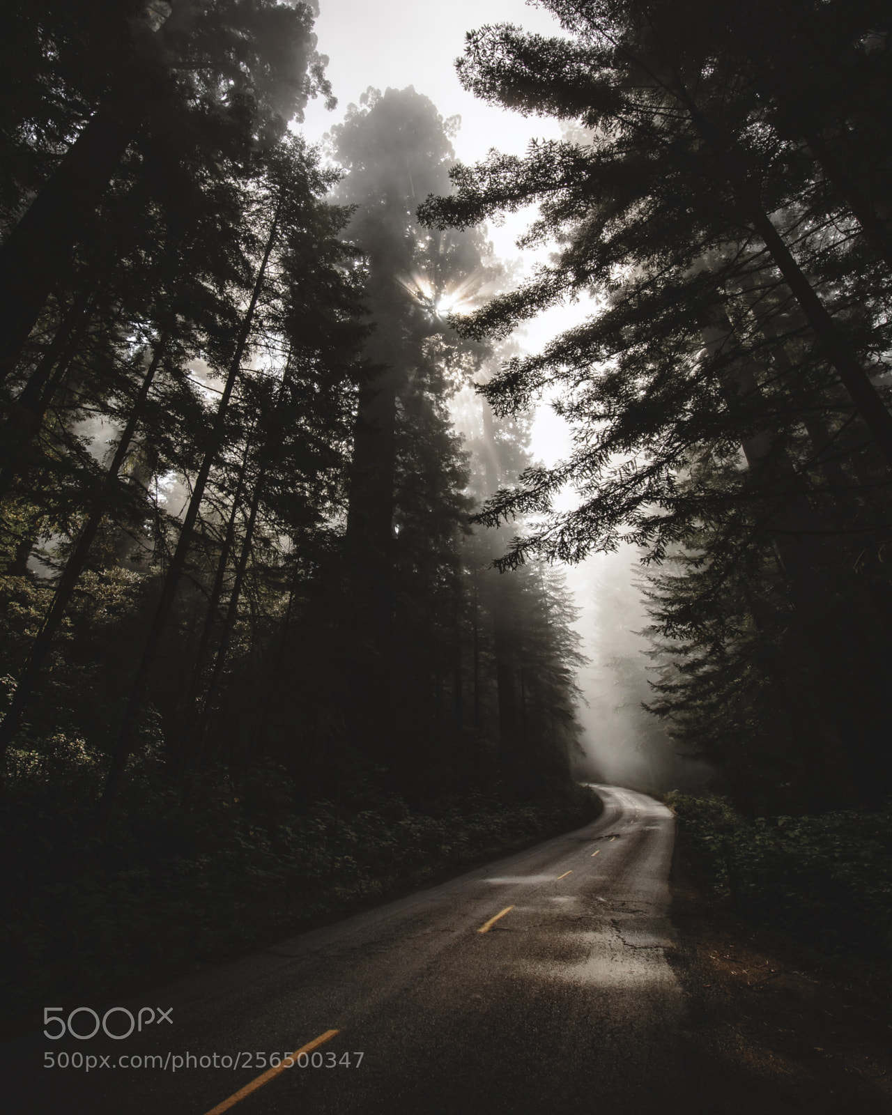 Nikon D7100 sample photo. Driving thru the redwood photography