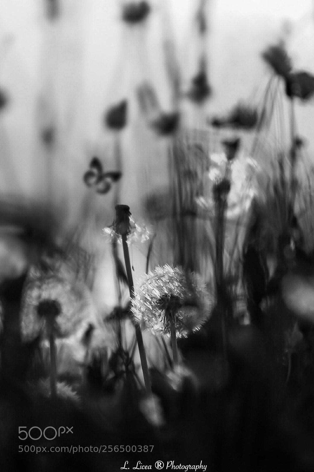 Canon EOS 6D Mark II sample photo. Caress of light 49 photography