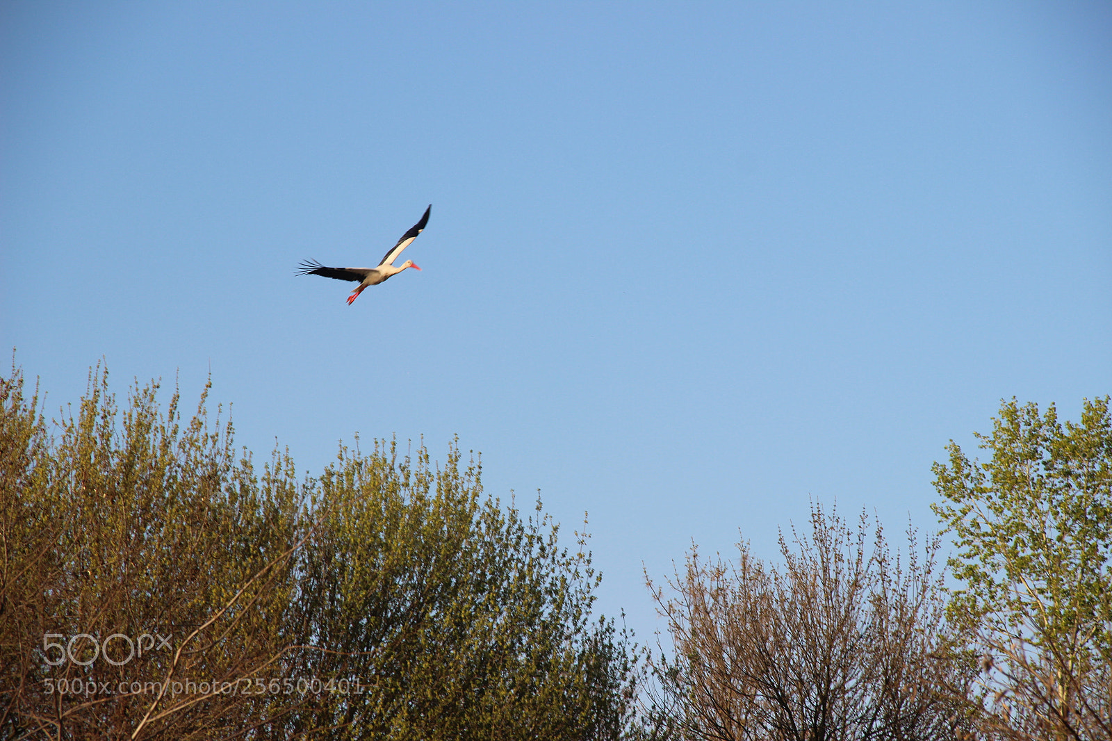 Canon EF-S 18-135mm F3.5-5.6 IS sample photo. Img photography