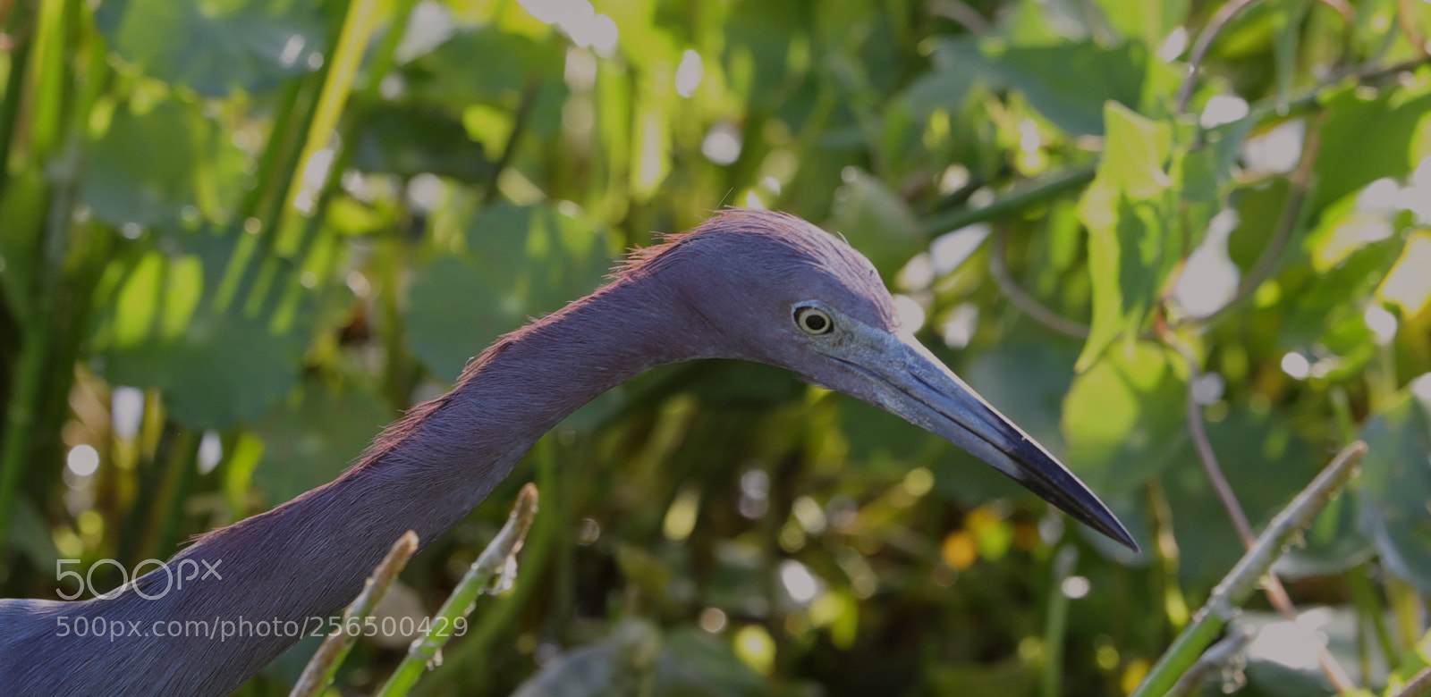 Canon EOS-1D X Mark II sample photo. 05-04-18-0016147.jpg photography