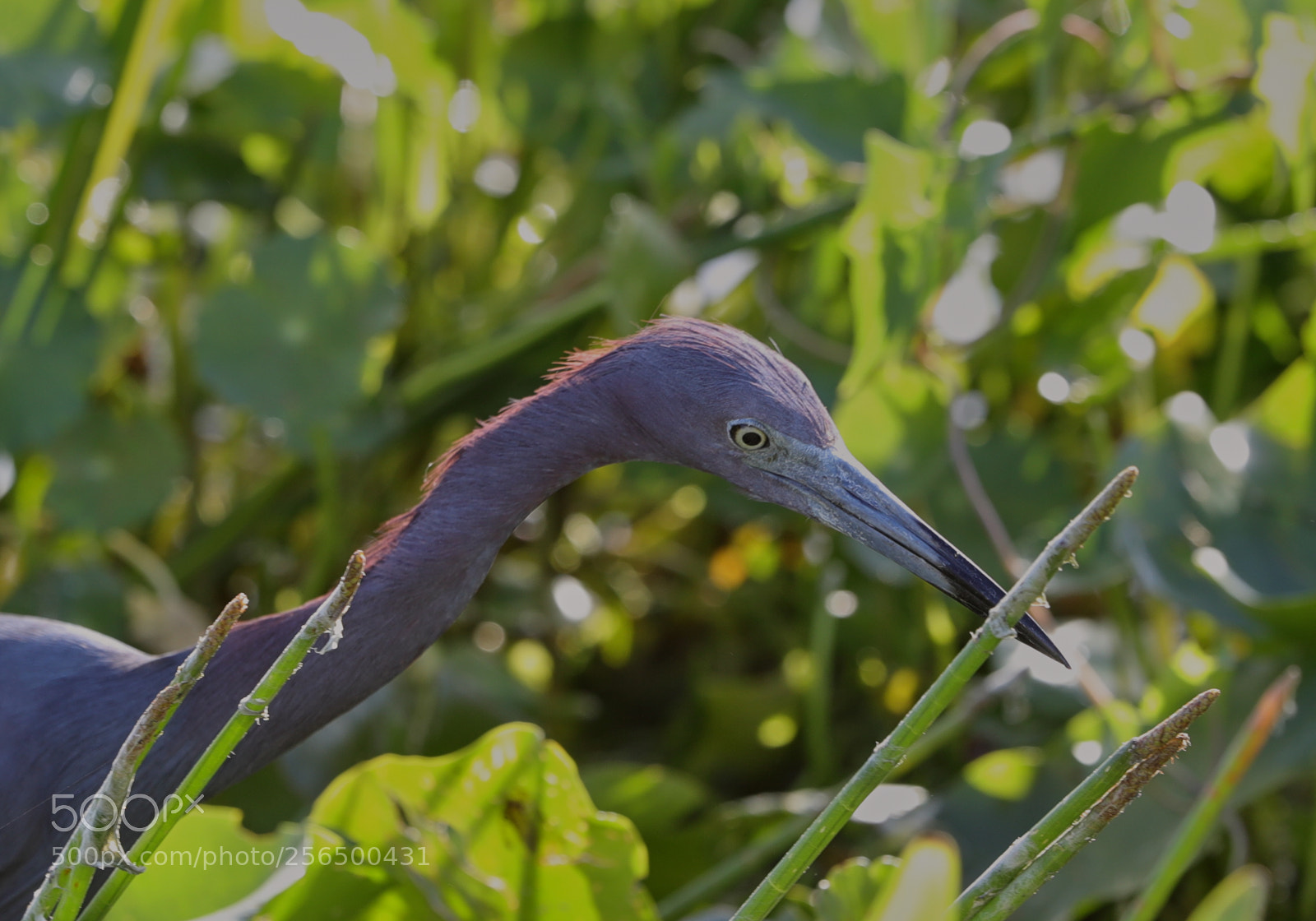 Canon EOS-1D X Mark II sample photo. 05-04-18-0016146.jpg photography