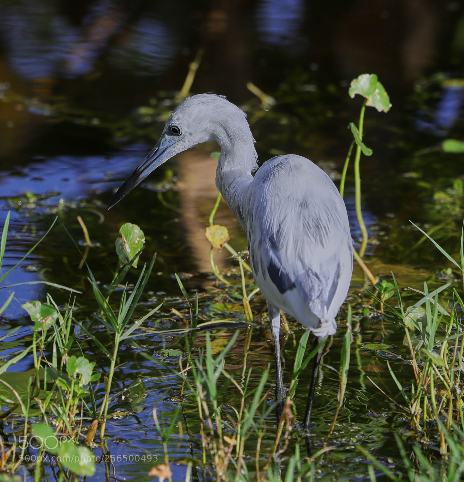 Canon EOS-1D X Mark II sample photo. 05-04-18-0016137.jpg photography