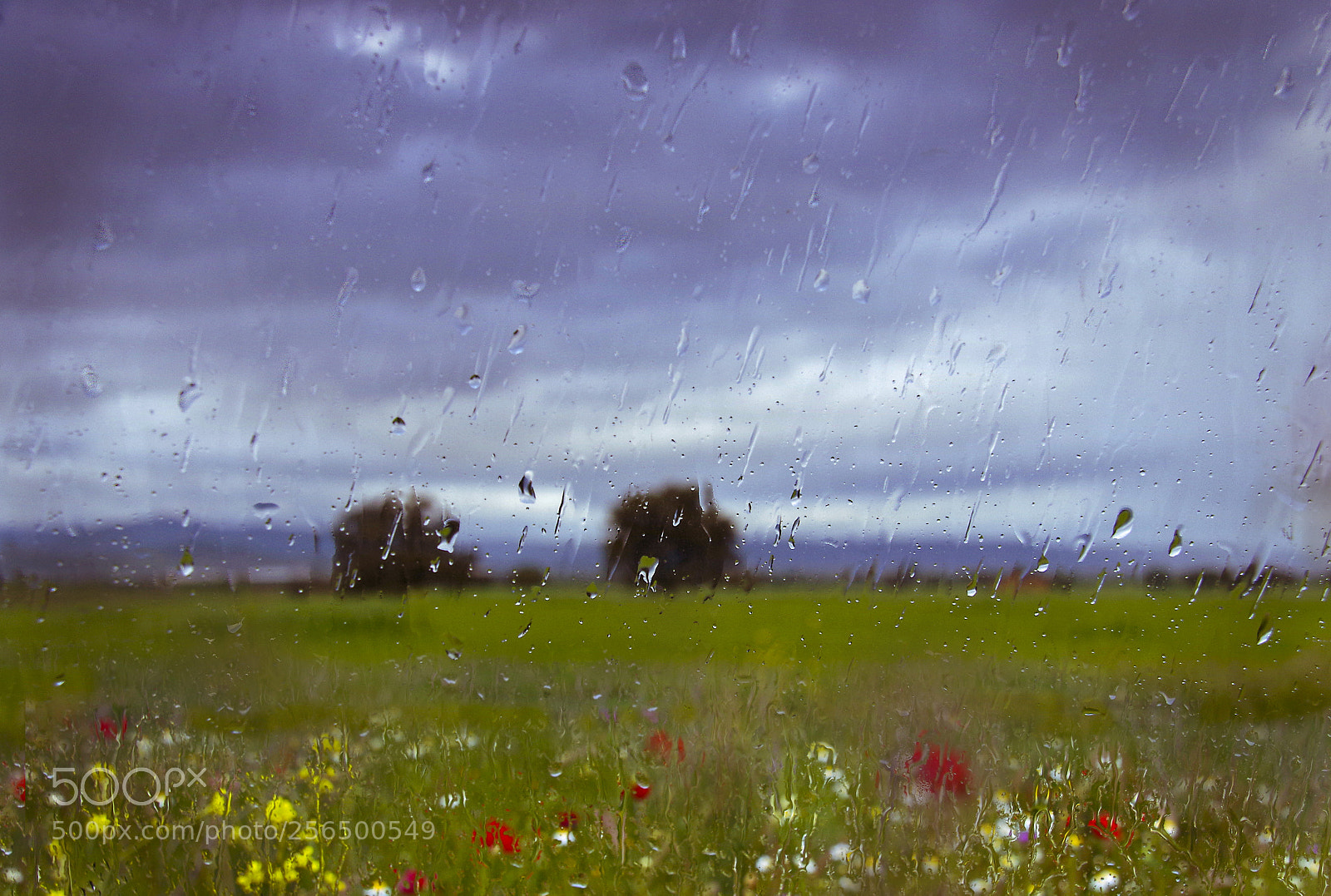 Pentax K-50 sample photo. Impressionism in the rain photography