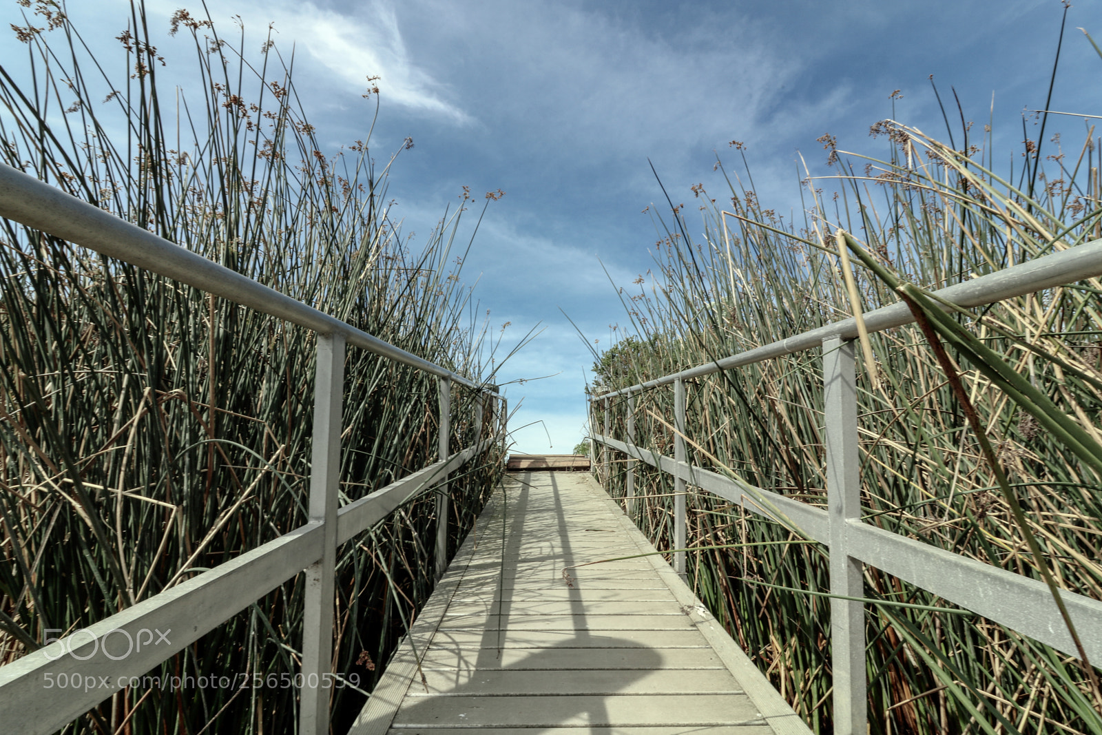 Canon EOS 750D (EOS Rebel T6i / EOS Kiss X8i) sample photo. Ramp near marshes photography