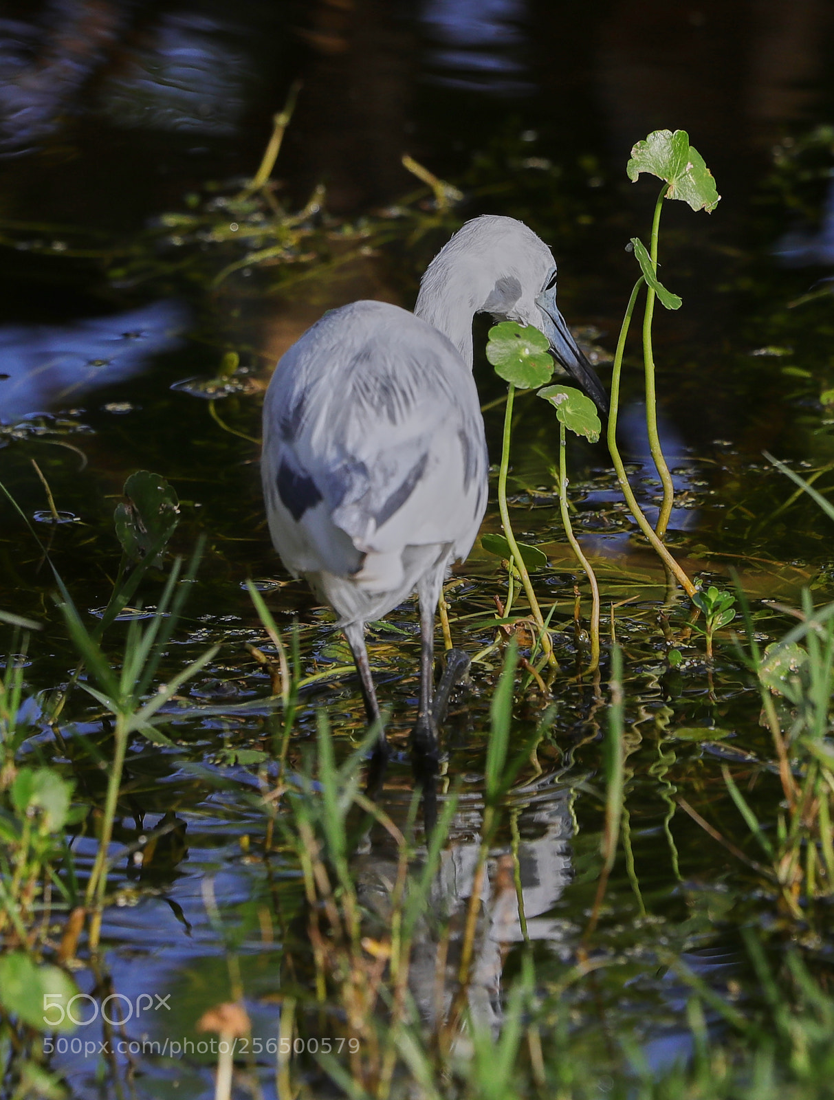 Canon EOS-1D X Mark II sample photo. 05-04-18-0016133.jpg photography