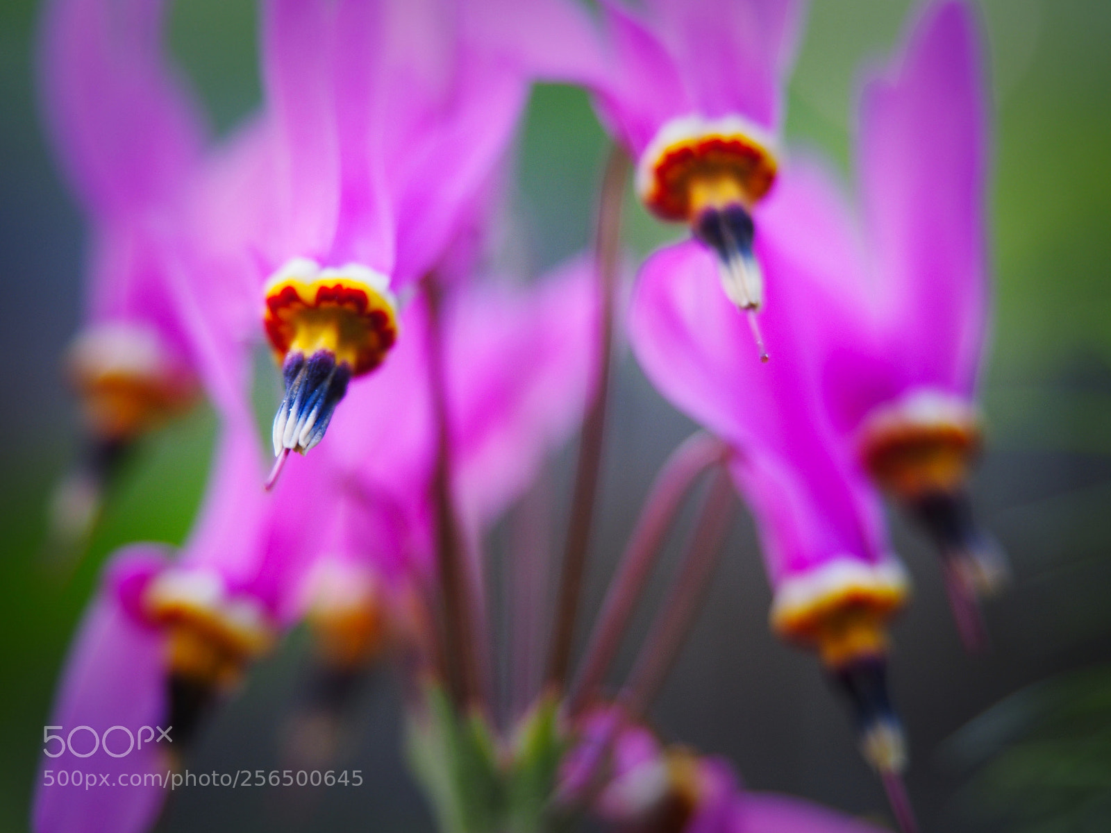 Olympus PEN E-PL5 sample photo. Pink natur photography