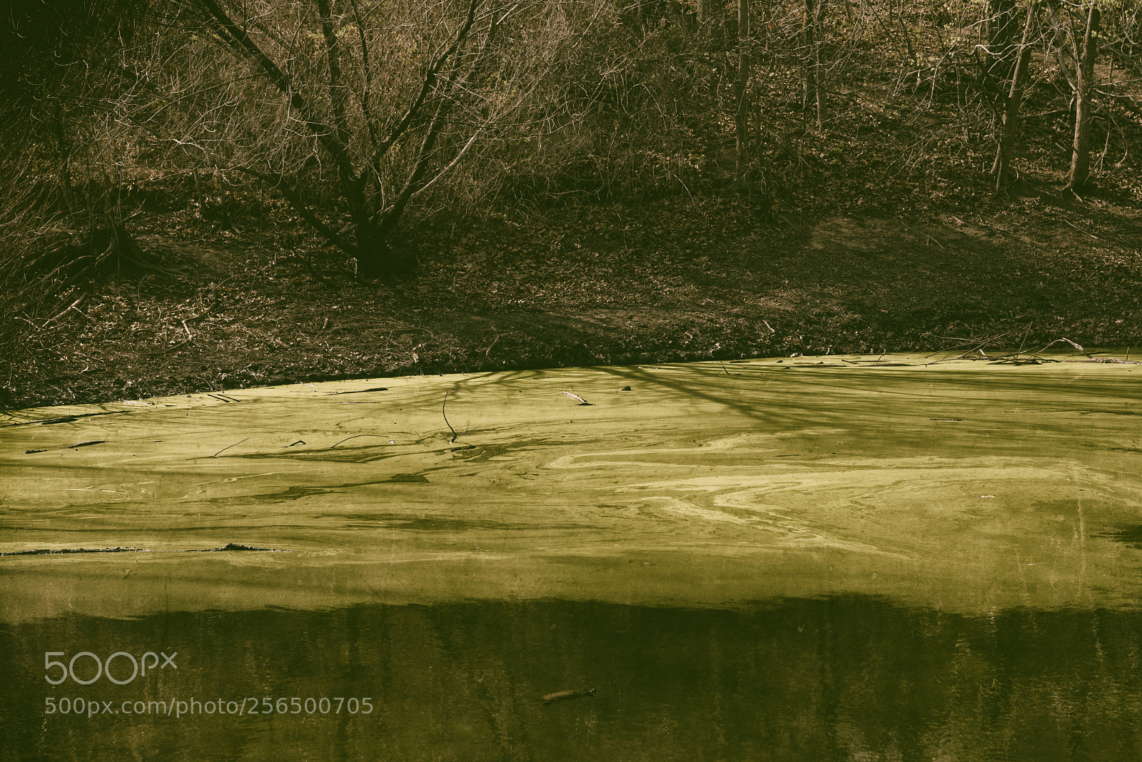 Nikon D750 sample photo. Where the bodies are photography