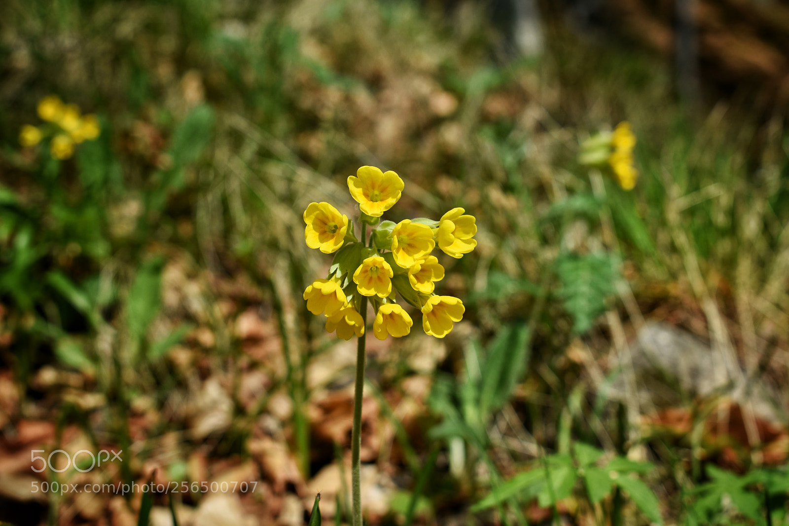 Nikon D3400 sample photo. Untitled photography