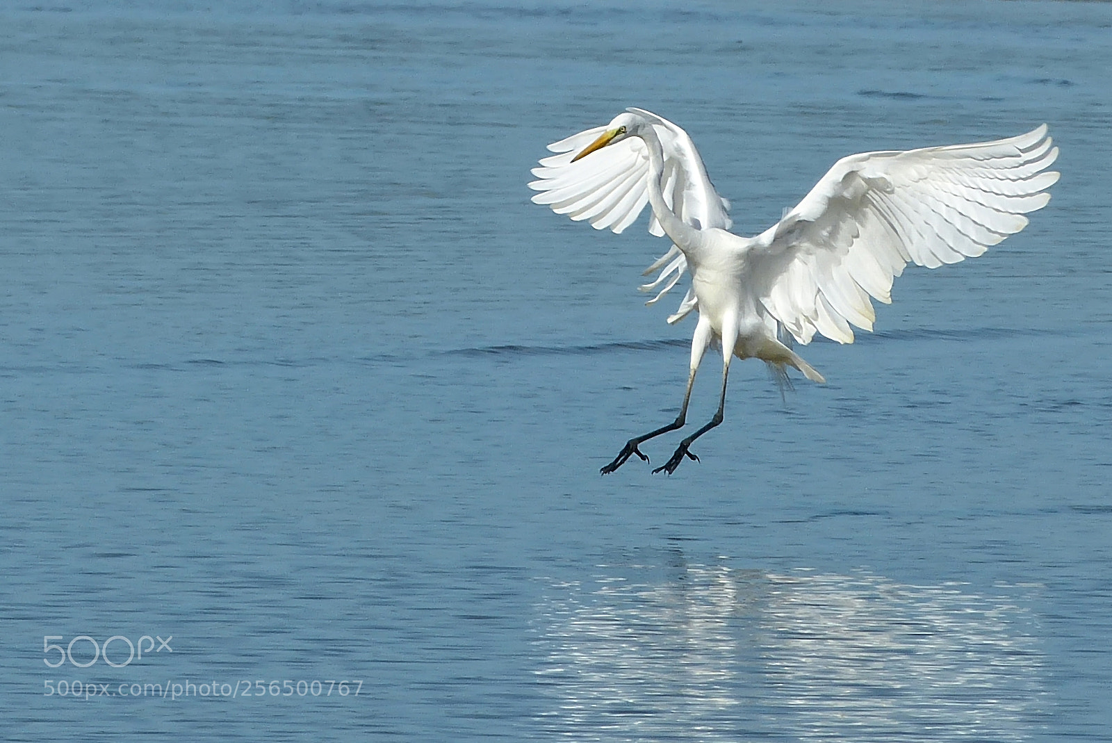 Panasonic Lumix DMC-FZ150 sample photo. White heron photography