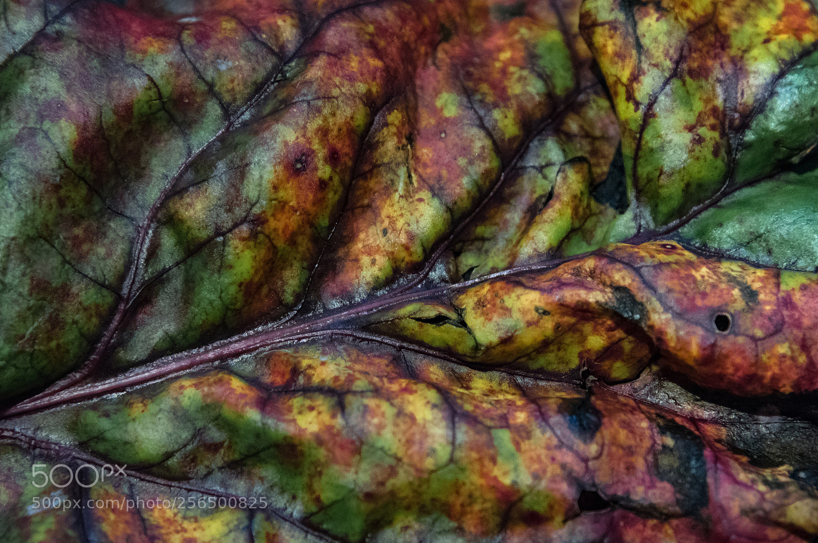 Nikon D750 sample photo. La belleza de lo photography