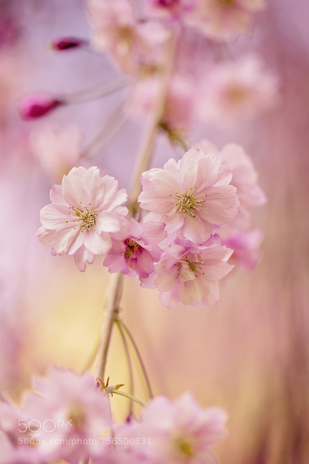 Canon EOS 5D Mark IV sample photo. Cherry blossoms photography
