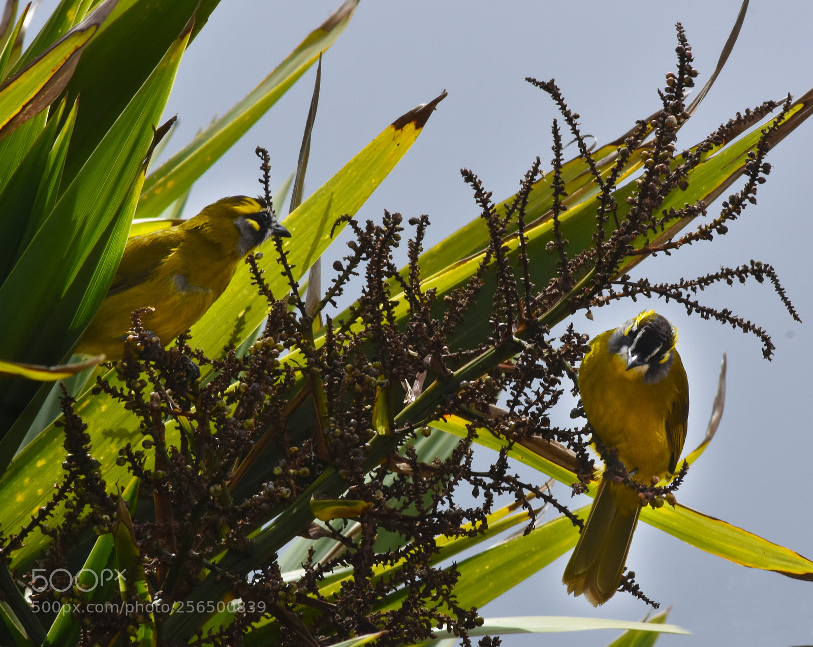 Nikon D7200 sample photo. Green birds photography