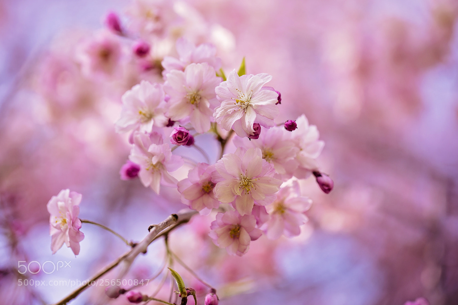 Canon EOS 5D Mark IV sample photo. Cherry blossoms photography