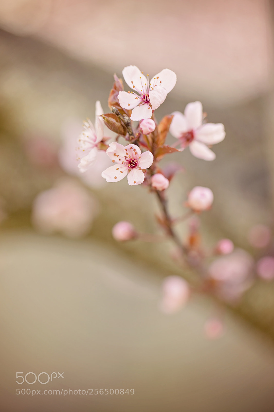 Canon EOS 5D Mark IV sample photo. Plum blossoms photography
