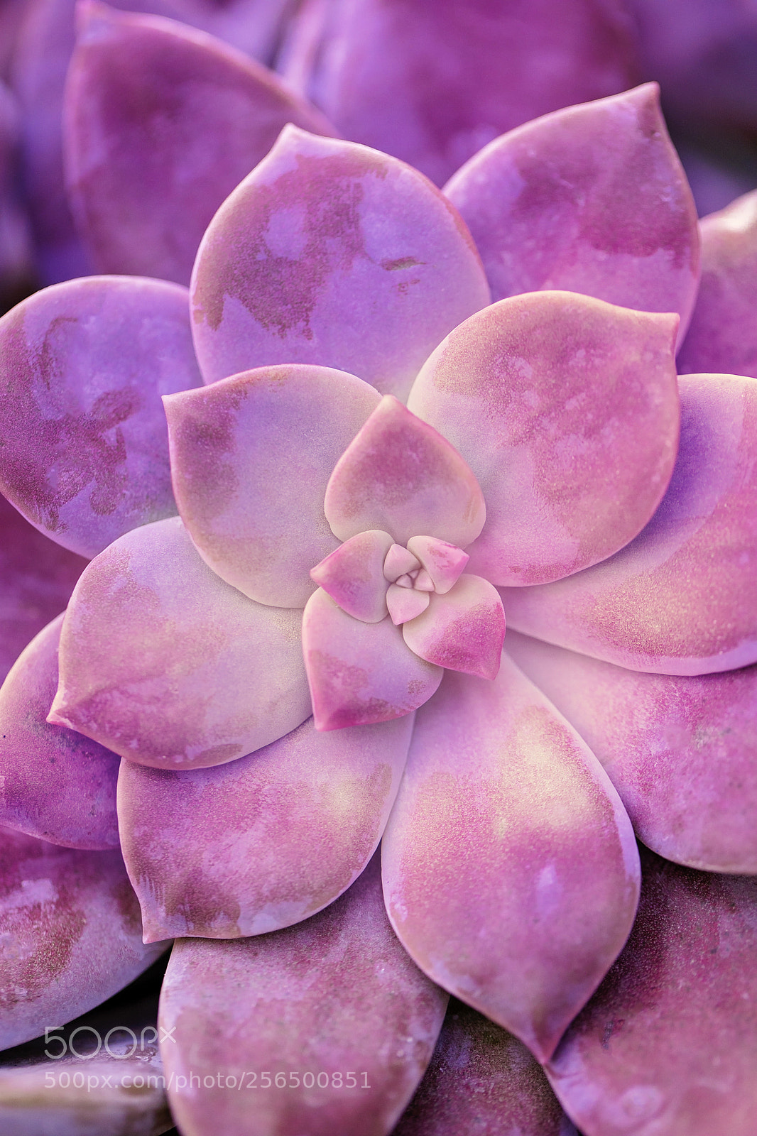 Canon EOS 5D Mark IV sample photo. Succulent photography