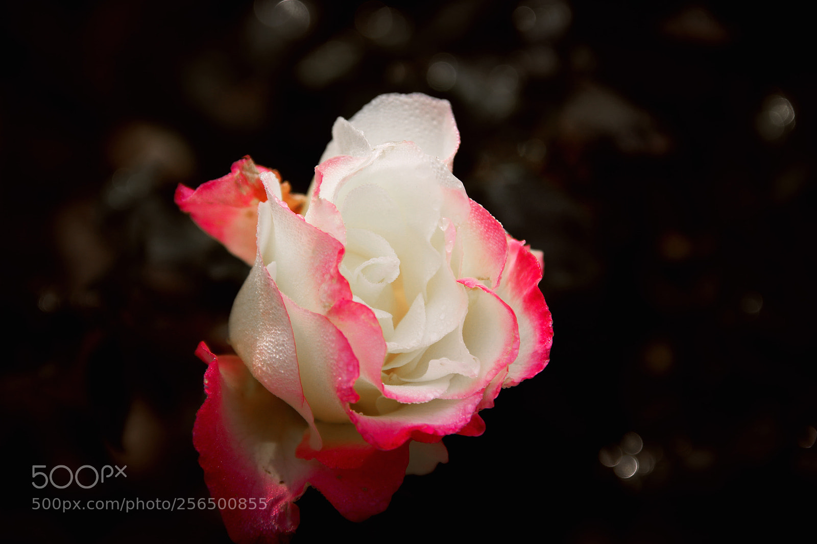 Canon EOS 60D sample photo. Rose photography