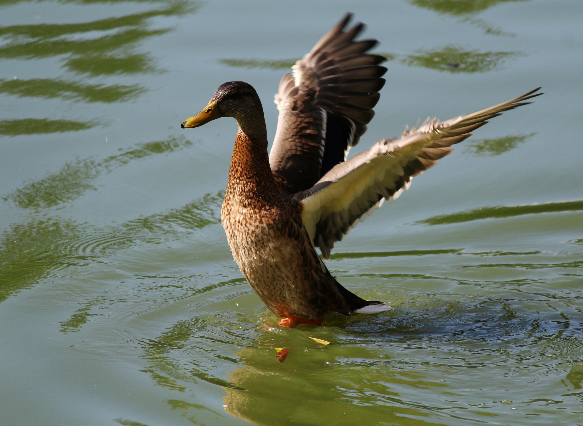 Canon EF-S 55-250mm F4-5.6 IS II sample photo. Protruding duck photography