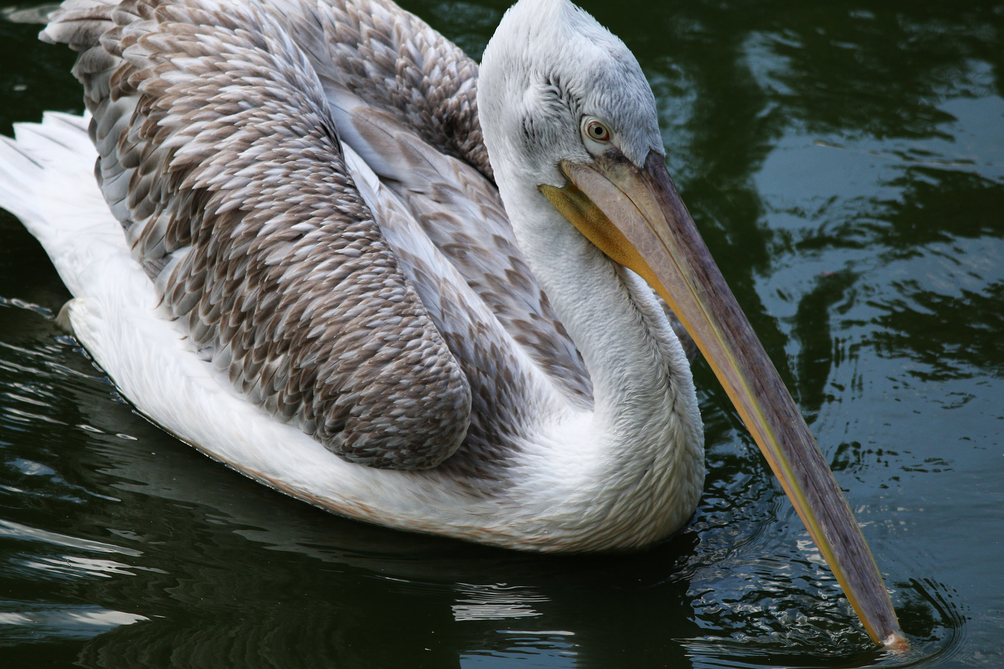 Canon EF-S 55-250mm F4-5.6 IS II sample photo. Wild bird photography