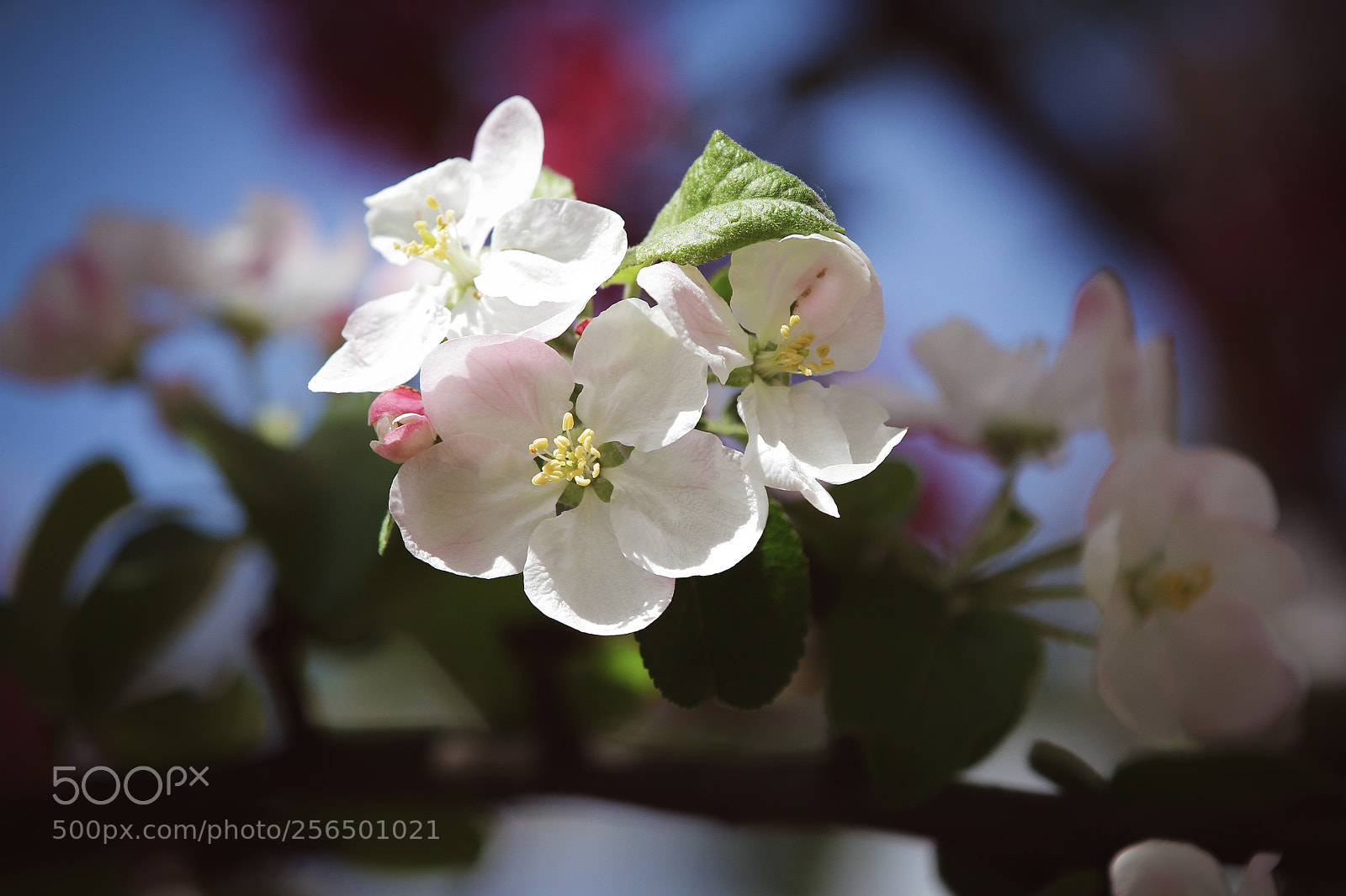 Canon EOS 7D sample photo. The apple blossomed photography