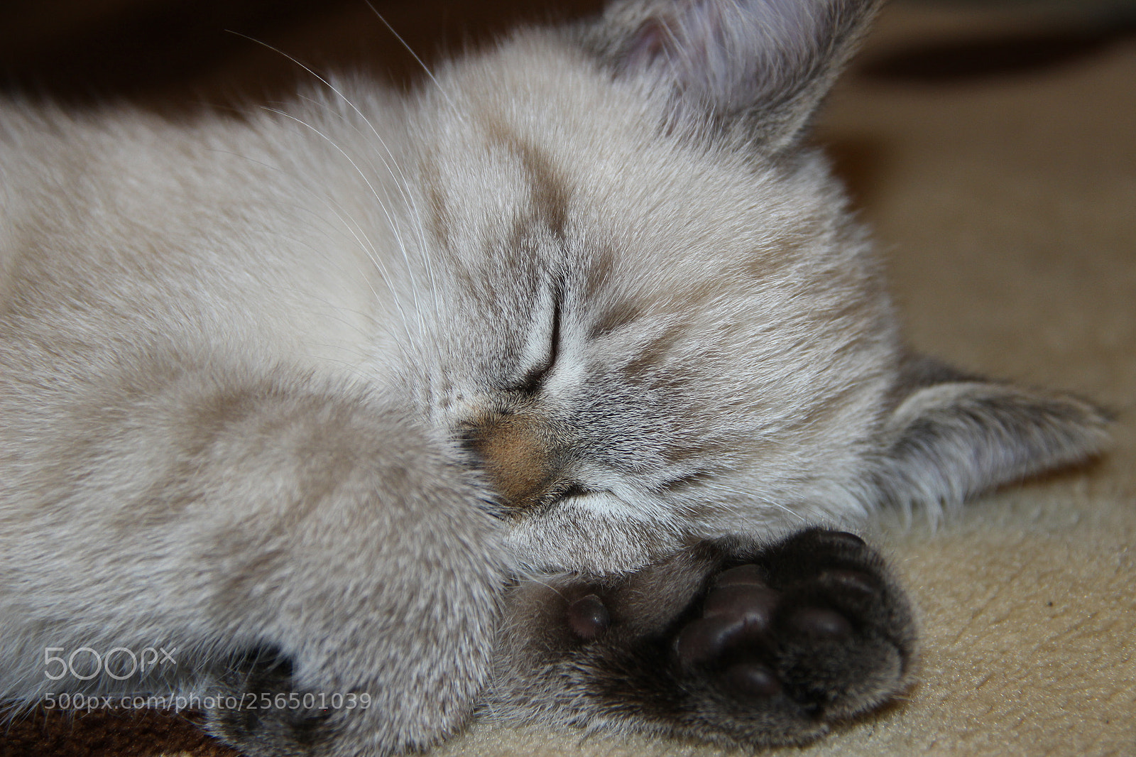 Canon EF-S 18-135mm F3.5-5.6 IS sample photo. [] photography