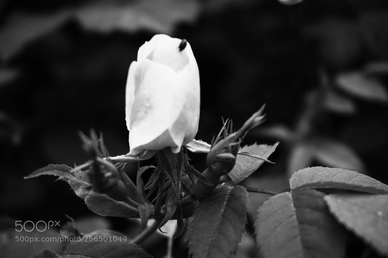 Sony a6000 sample photo. Delicacy photography