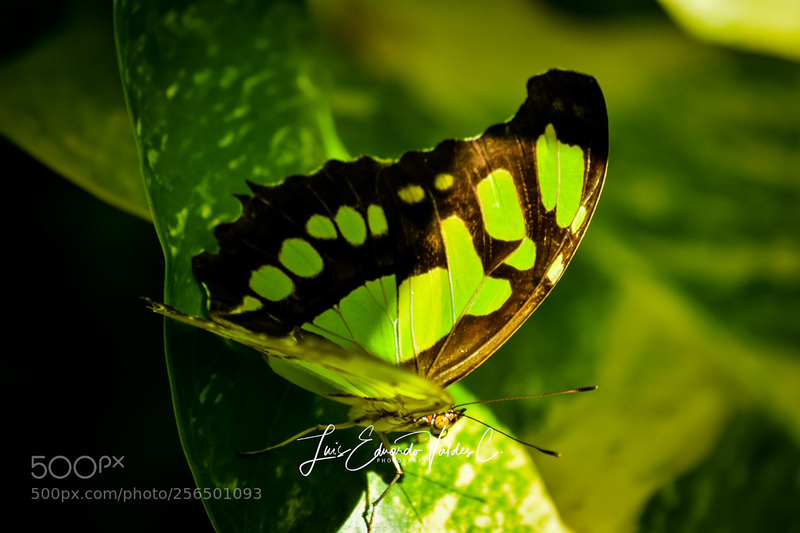 Nikon D7200 sample photo. Green! photography