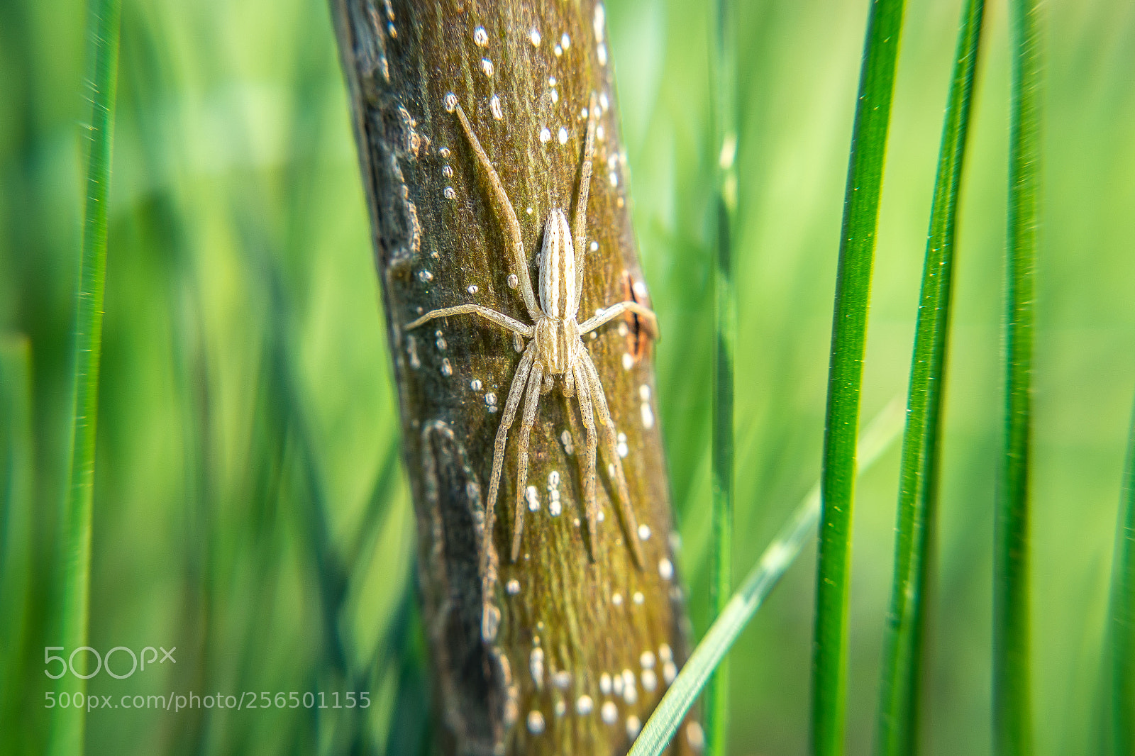 Sony a7 sample photo. Spider # photography