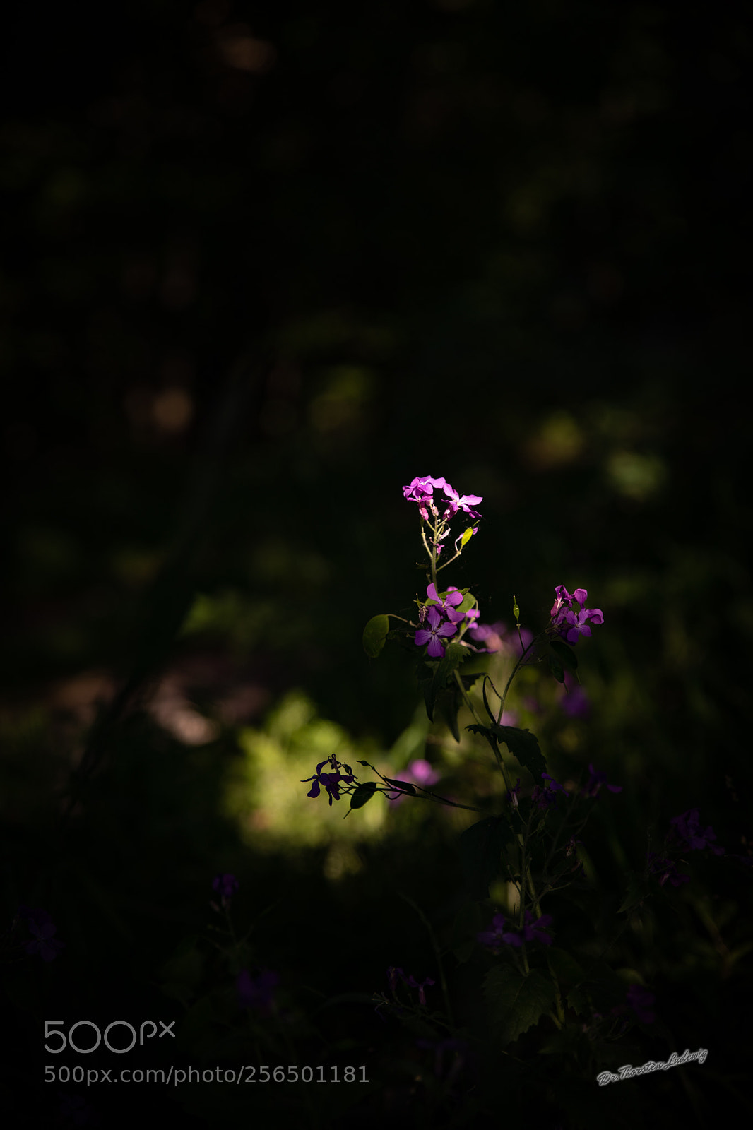 Canon EOS 5D Mark IV sample photo. Alone in the forest photography