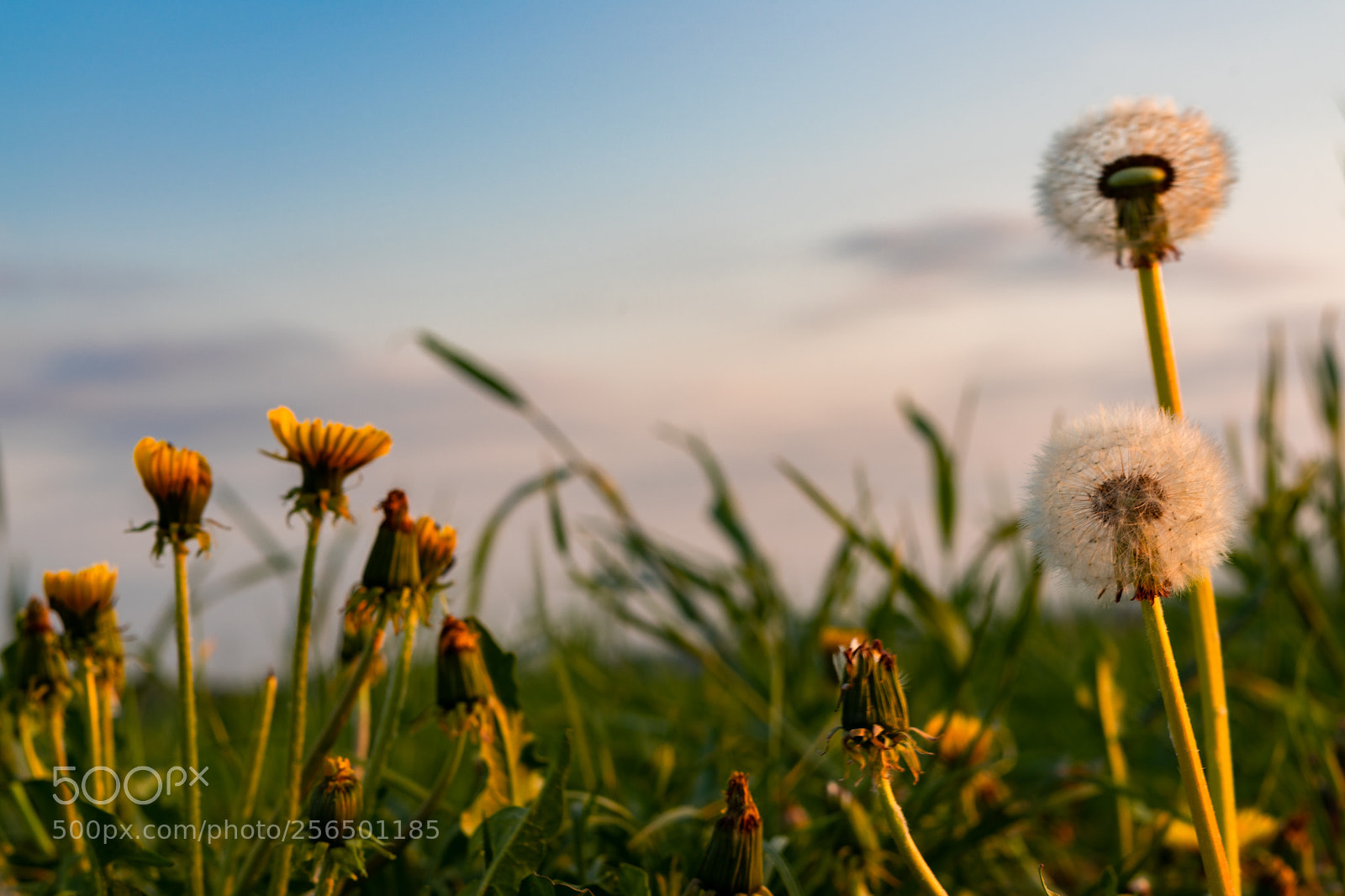 Sony a7 sample photo. Dandelion evolution photography