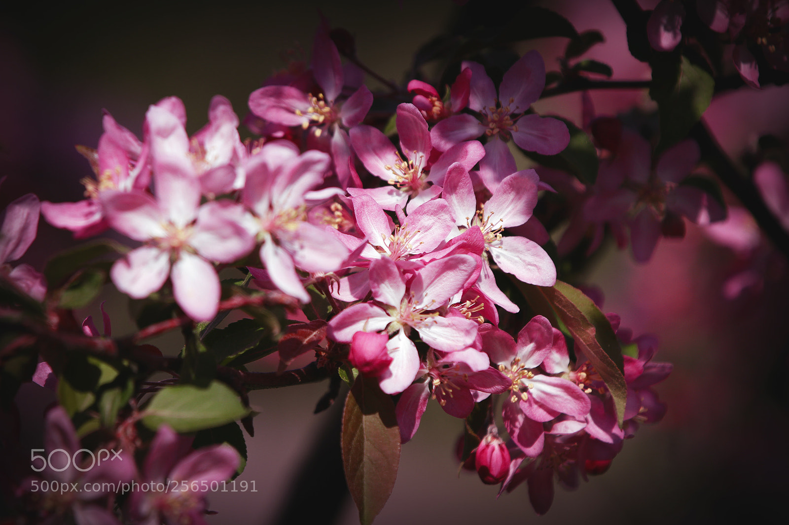 Canon EOS 7D sample photo. The apple blossomed photography