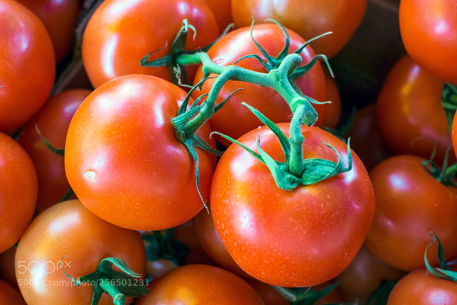 Fujifilm X-Pro1 sample photo. First tomato crop photography