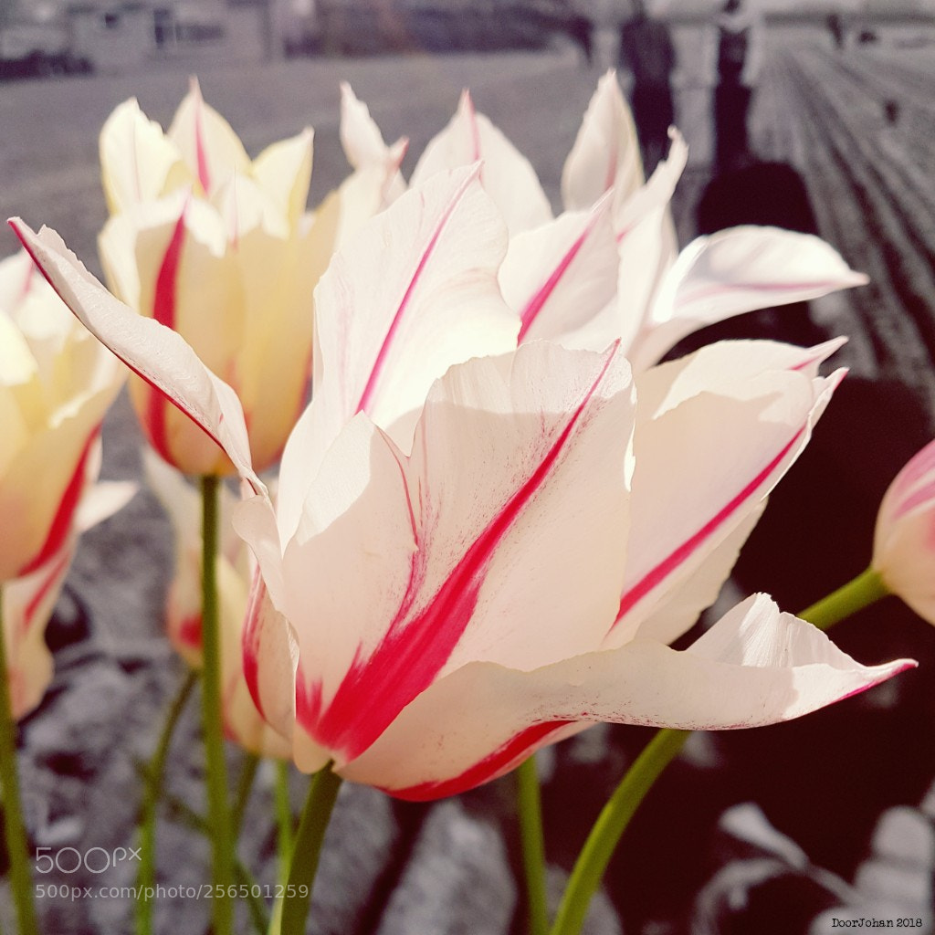 Samsung Galaxy S7 sample photo. Tulip photography