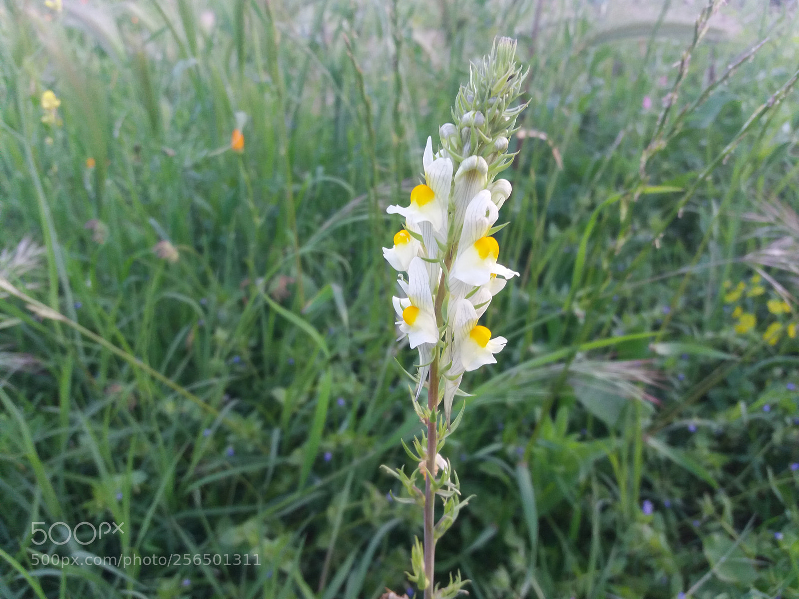 Samsung Galaxy J5(2016) sample photo. Le blanc et le photography