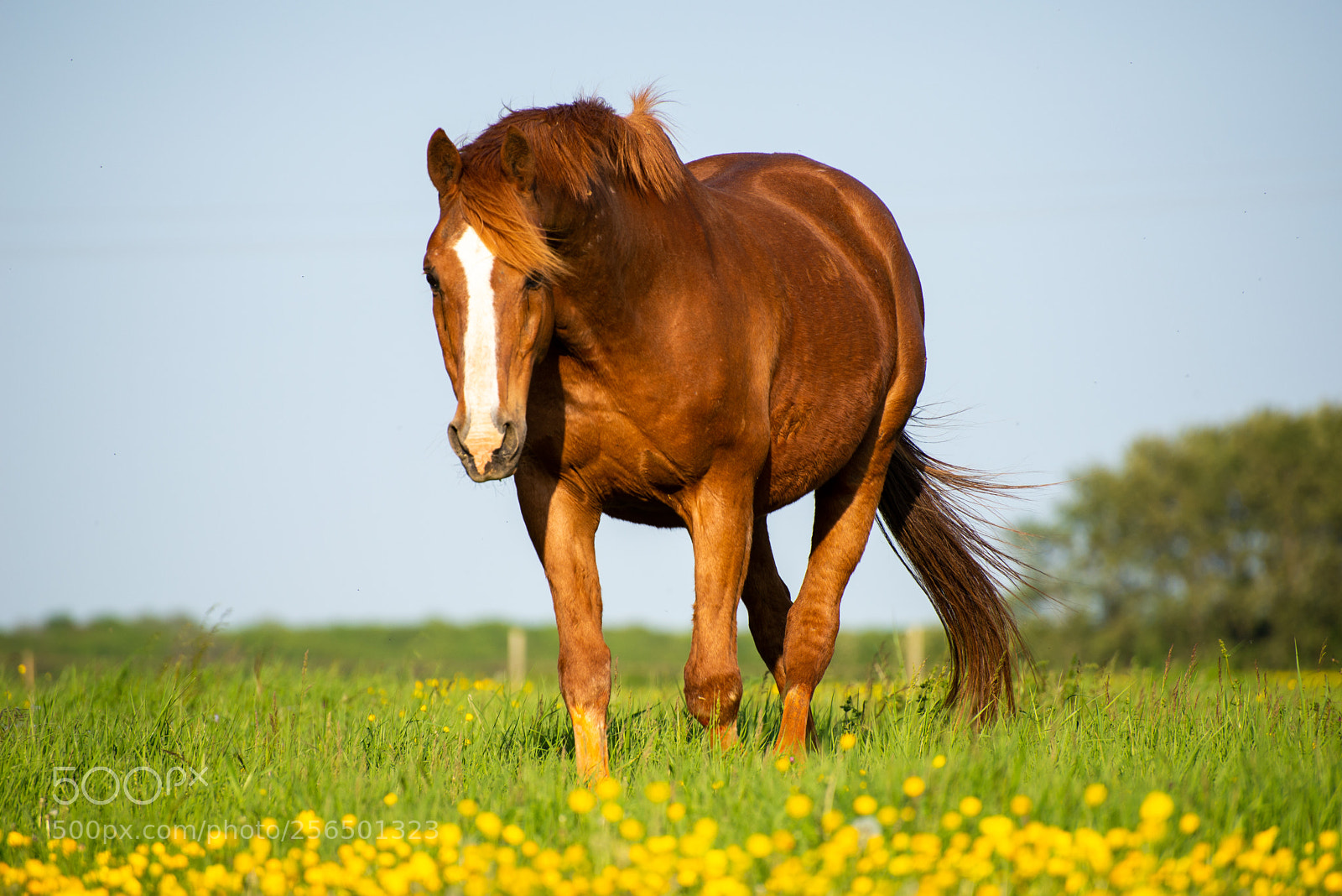 Nikon D610 sample photo. Cheval au pâturage photography