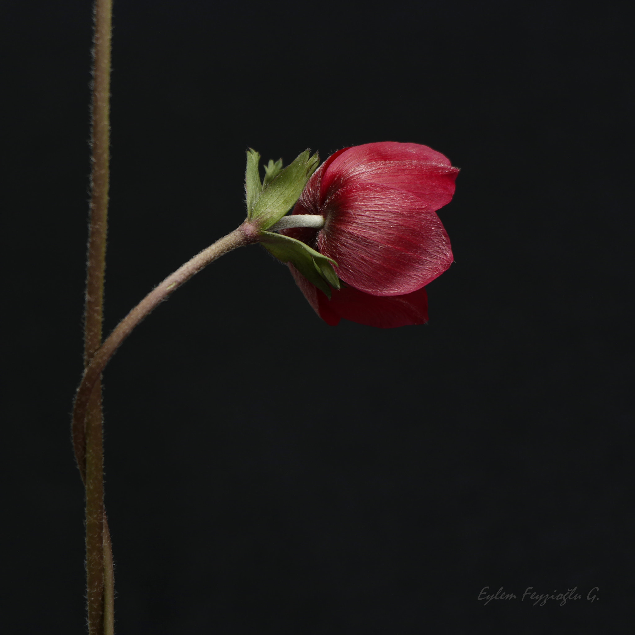 Samsung NX2000 sample photo. Red anemone photography