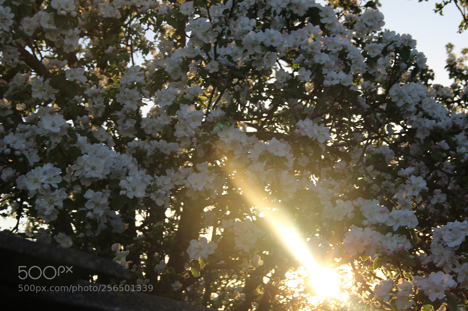 Canon EF-S 18-135mm F3.5-5.6 IS sample photo. [] photography
