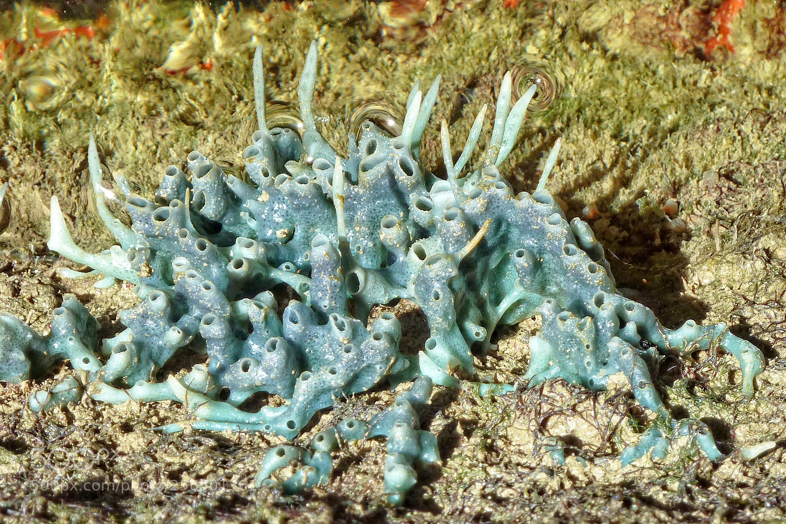 Panasonic Lumix DMC-ZS7 (Lumix DMC-TZ10) sample photo. Coral reefs at praia photography