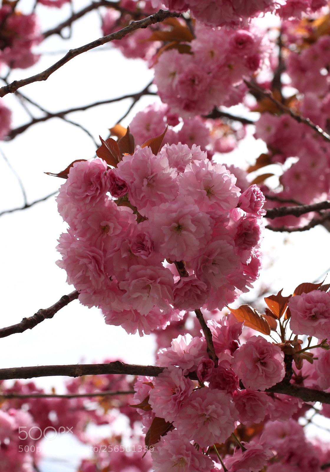 Canon EOS 5D Mark II sample photo. ✿⎞ photography