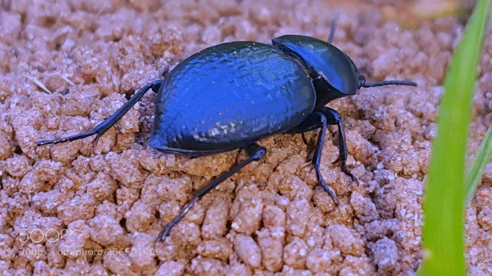 Samsung Galaxy Note4 sample photo. A small beetle photography