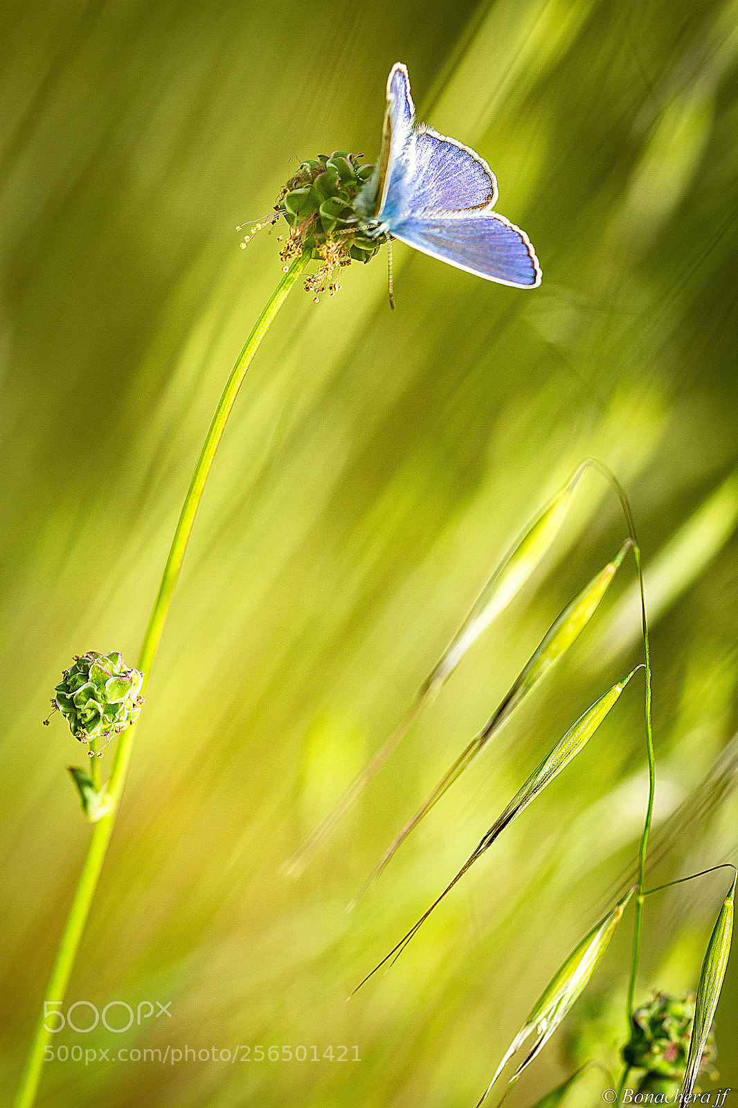 Canon EOS 7D sample photo. Bleu argus photography