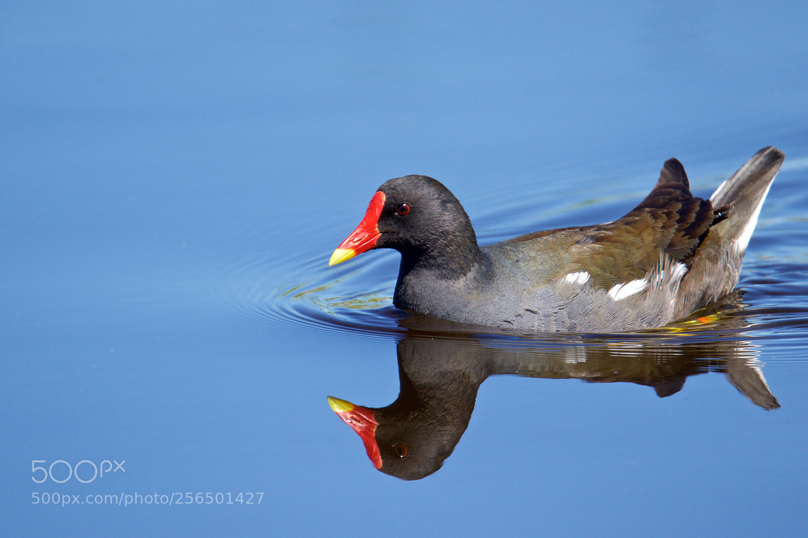 Canon EOS 7D Mark II sample photo. Common moorhen - waterhoen photography