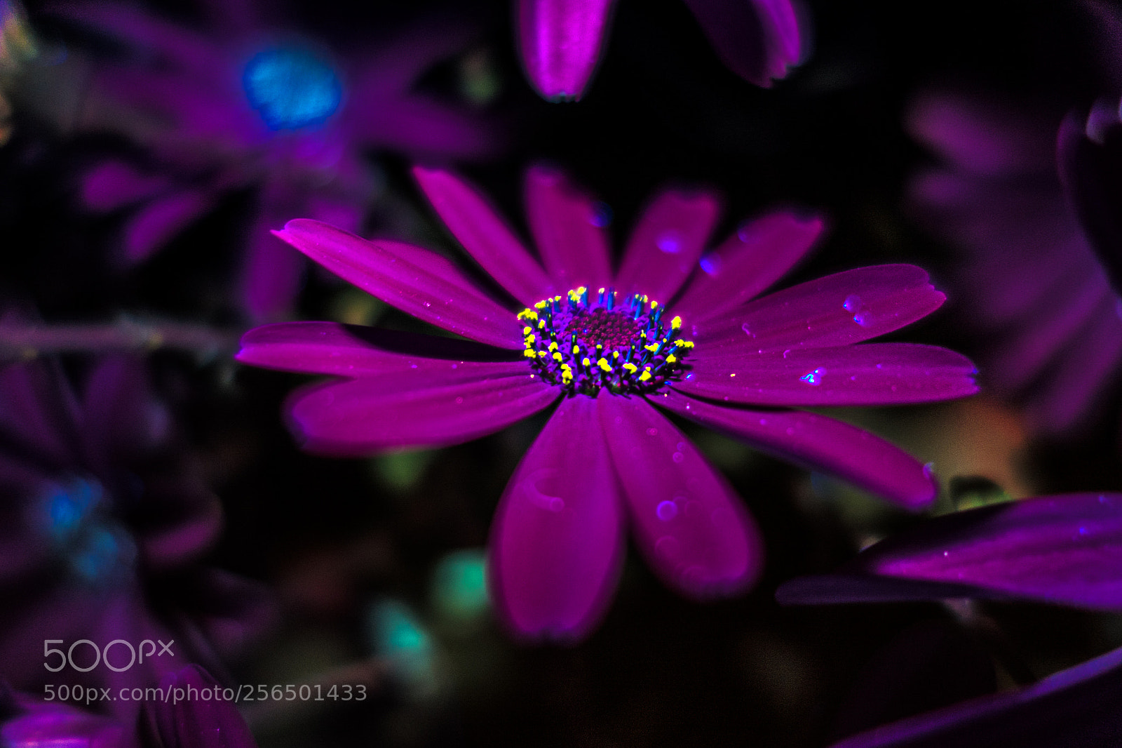 Sony Cyber-shot DSC-RX100 II sample photo. Uv fluorescence photography