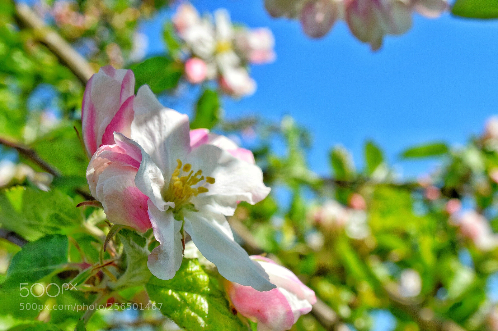 Nikon D5300 sample photo. Apple tree photography