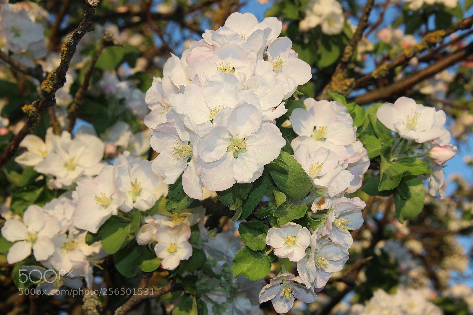 Canon EF-S 18-135mm F3.5-5.6 IS sample photo. [] photography