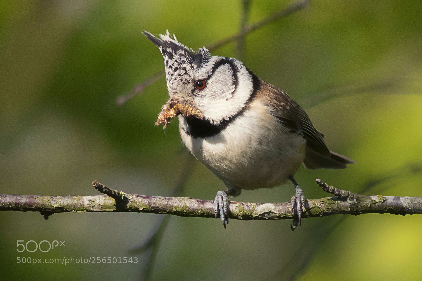 Canon EOS 7D Mark II sample photo. European crested tit photography