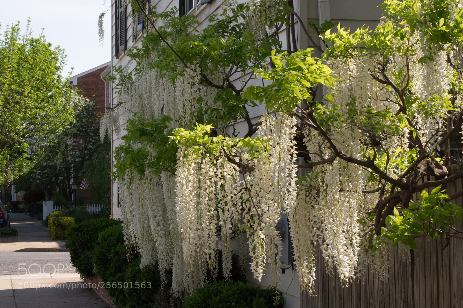 Nikon D5000 sample photo. Wisteria in alexandria photography