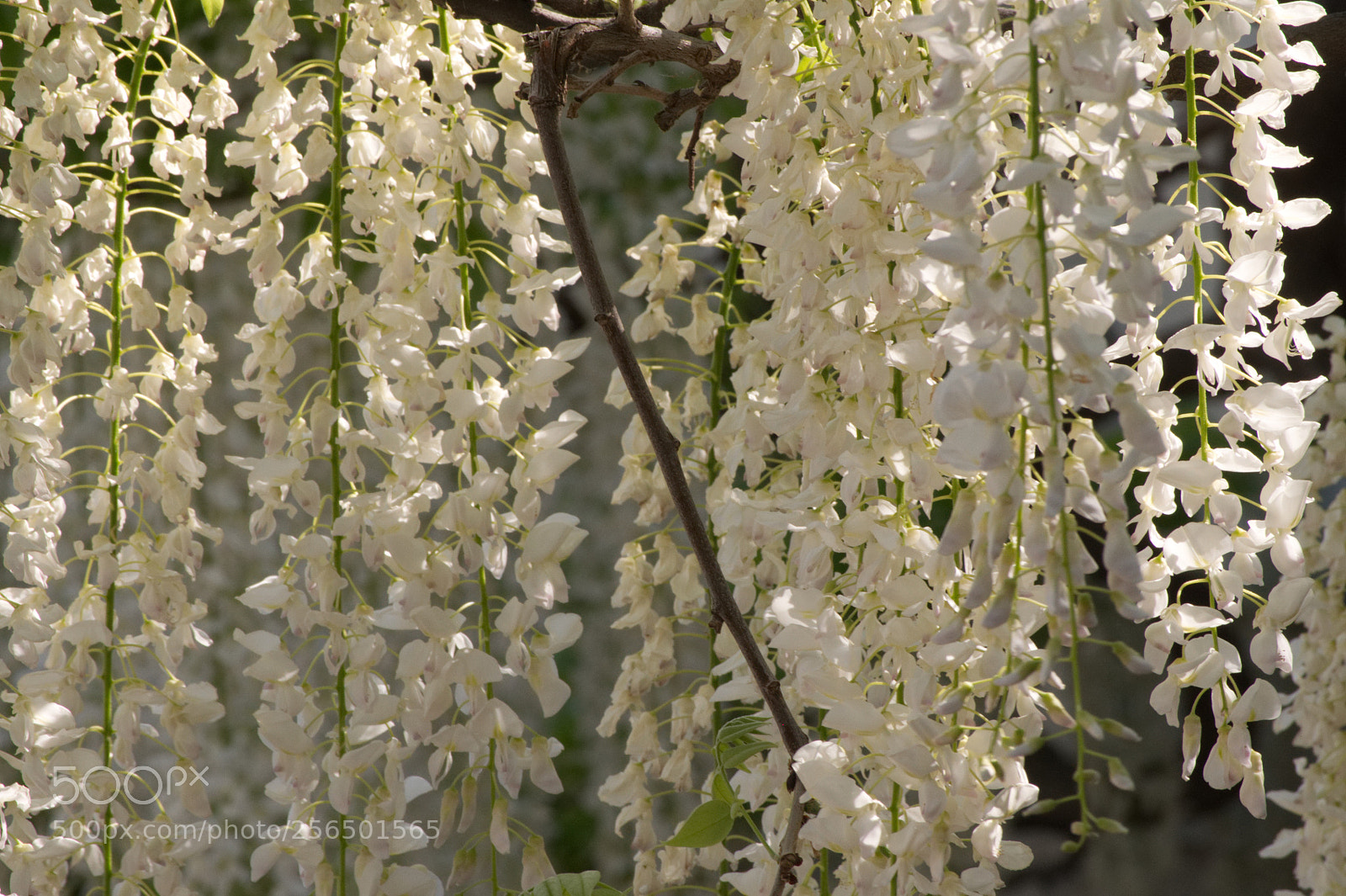 Nikon D5000 sample photo. Wisteria in alexandria photography